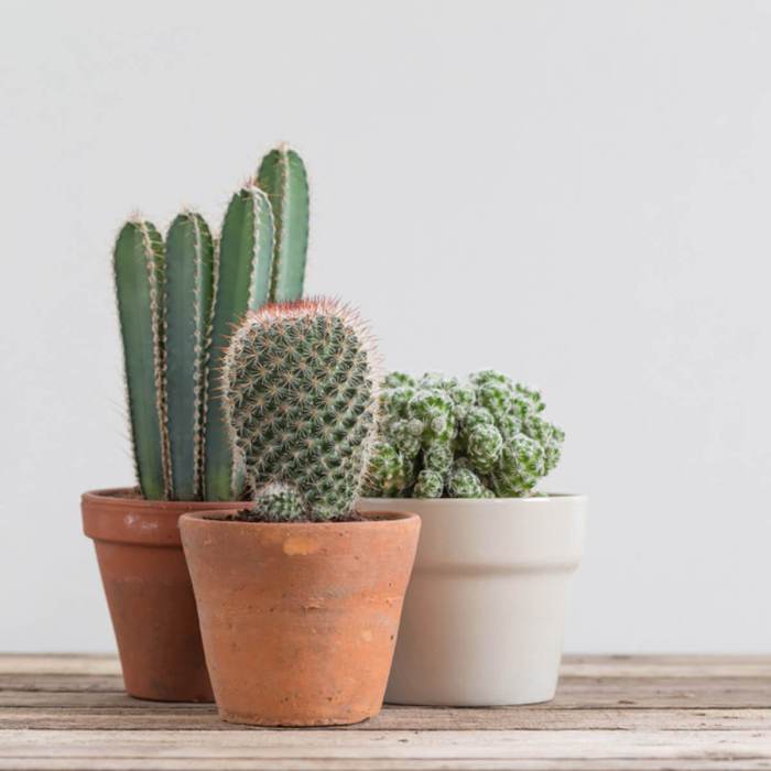 Where to get cactus room decor